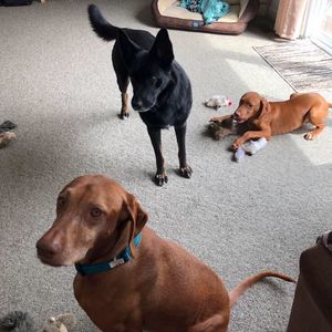 Meet your Posher, Nancy